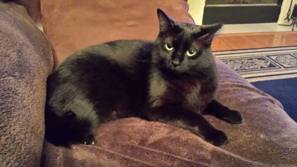 Lost cat in Oviedo, FL, 32765