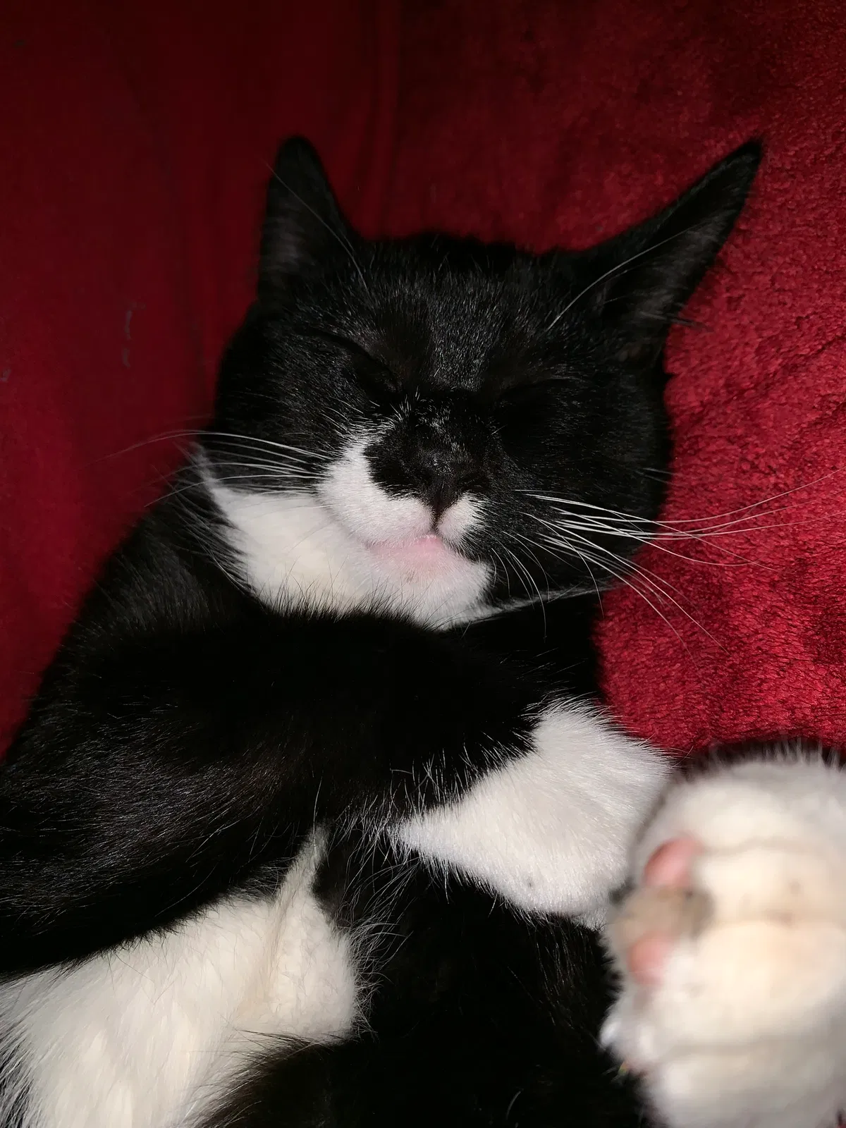 Lost cat in Riverside, CA, 92505