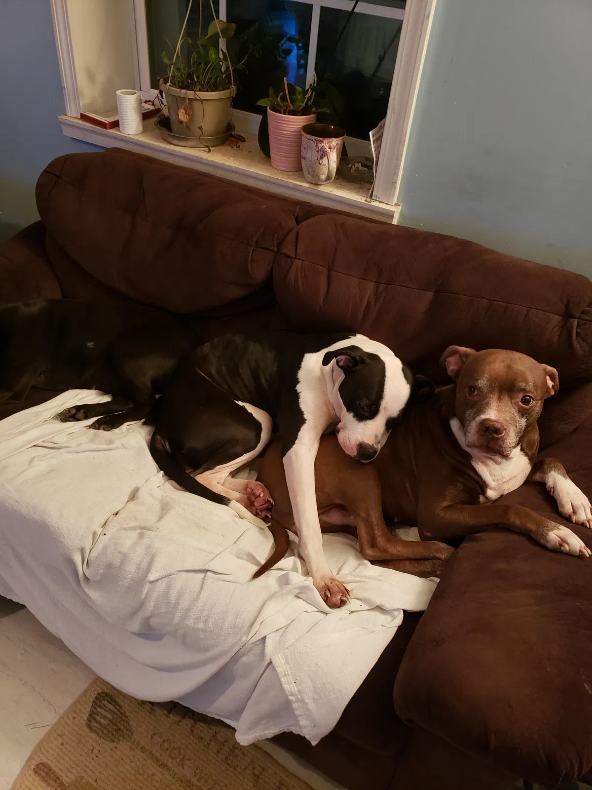 Lost dog in Stokesdale, NC, 27357