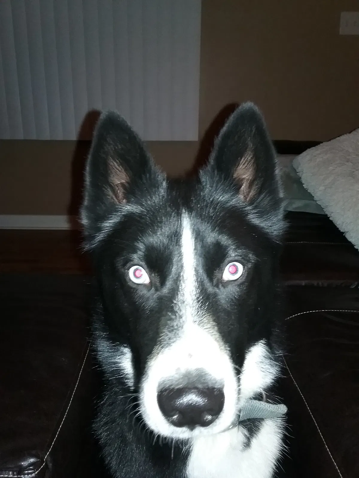 Lost dog in Akron, OH, 44319
