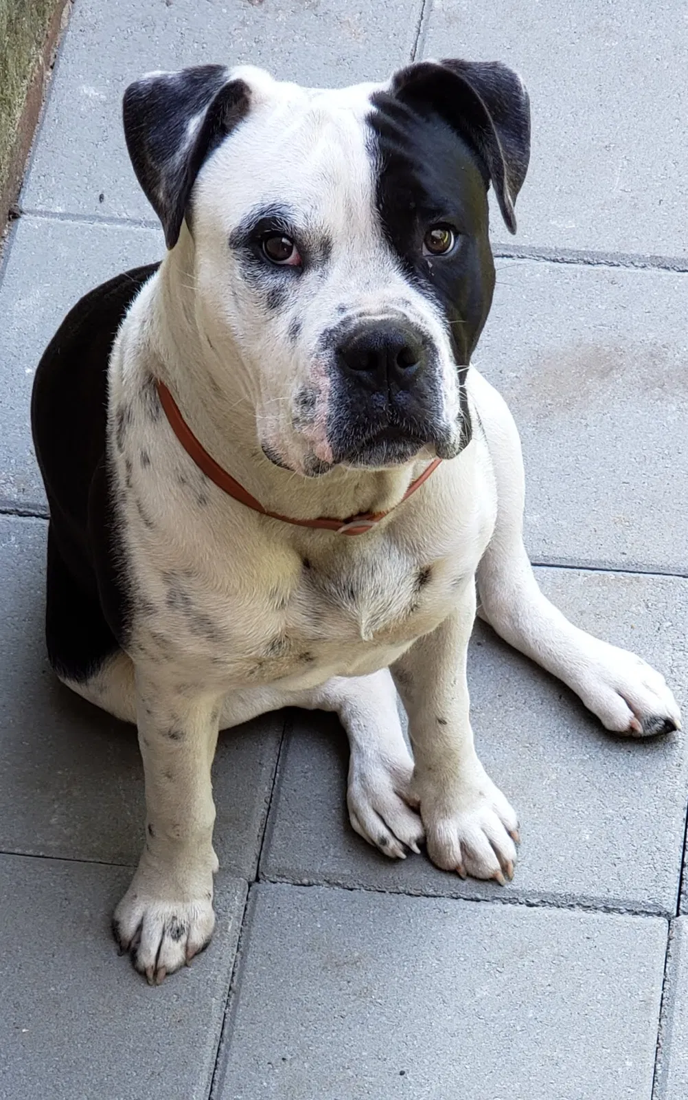 Lost dog in Raeford, NC, 28376