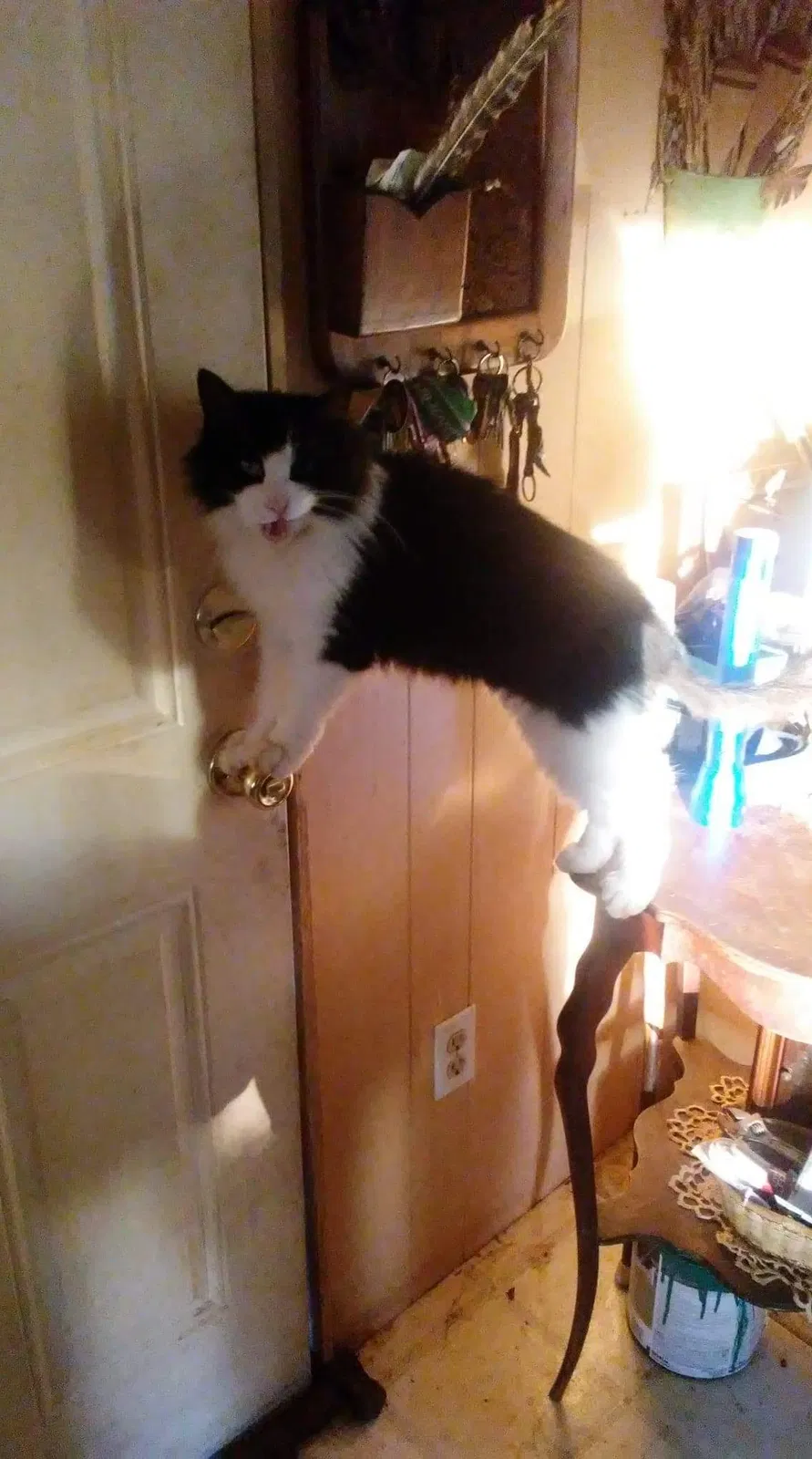 Lost cat in Eugene, OR, 97402