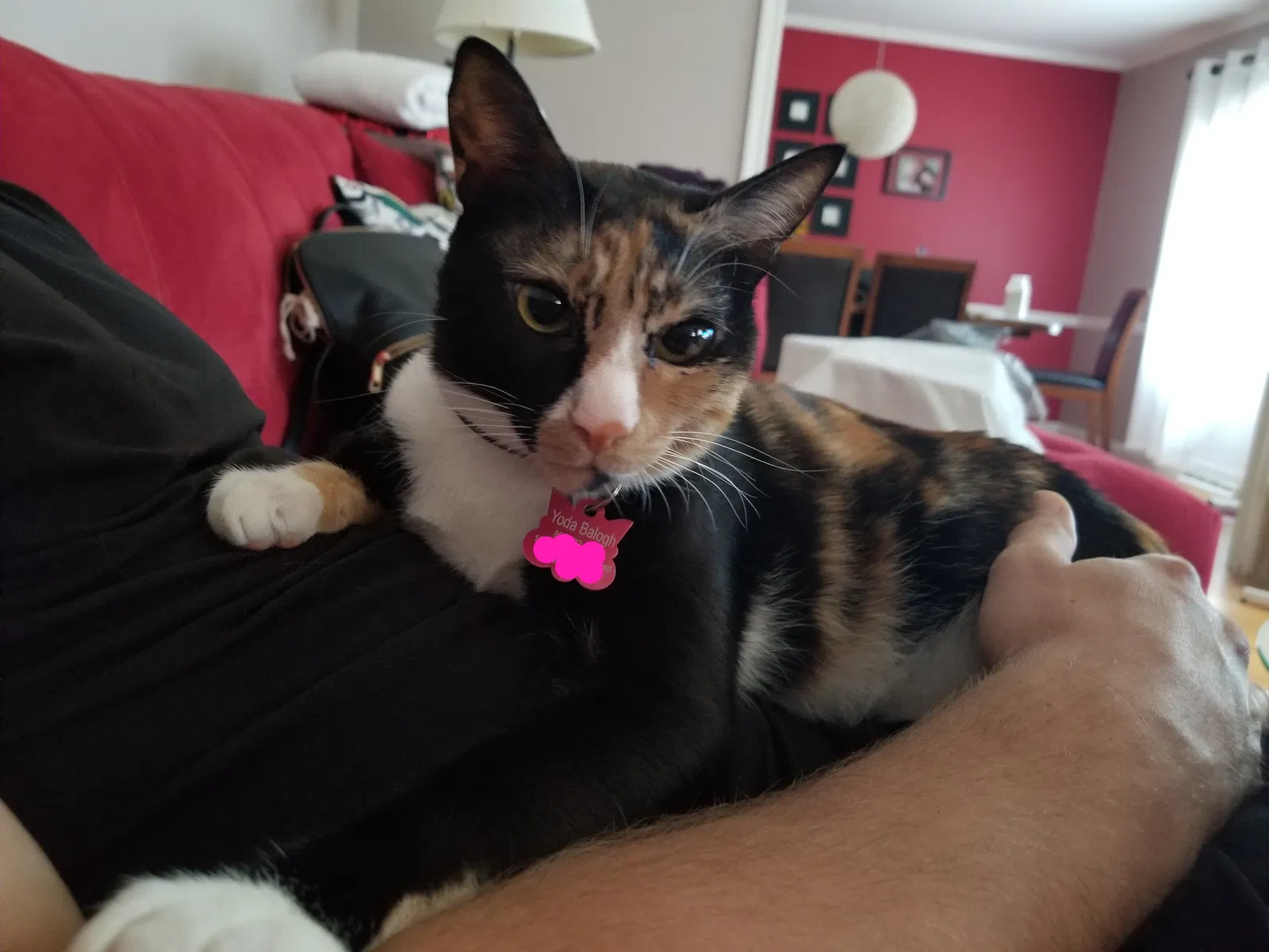 Lost cat in Greensboro, NC, 27410