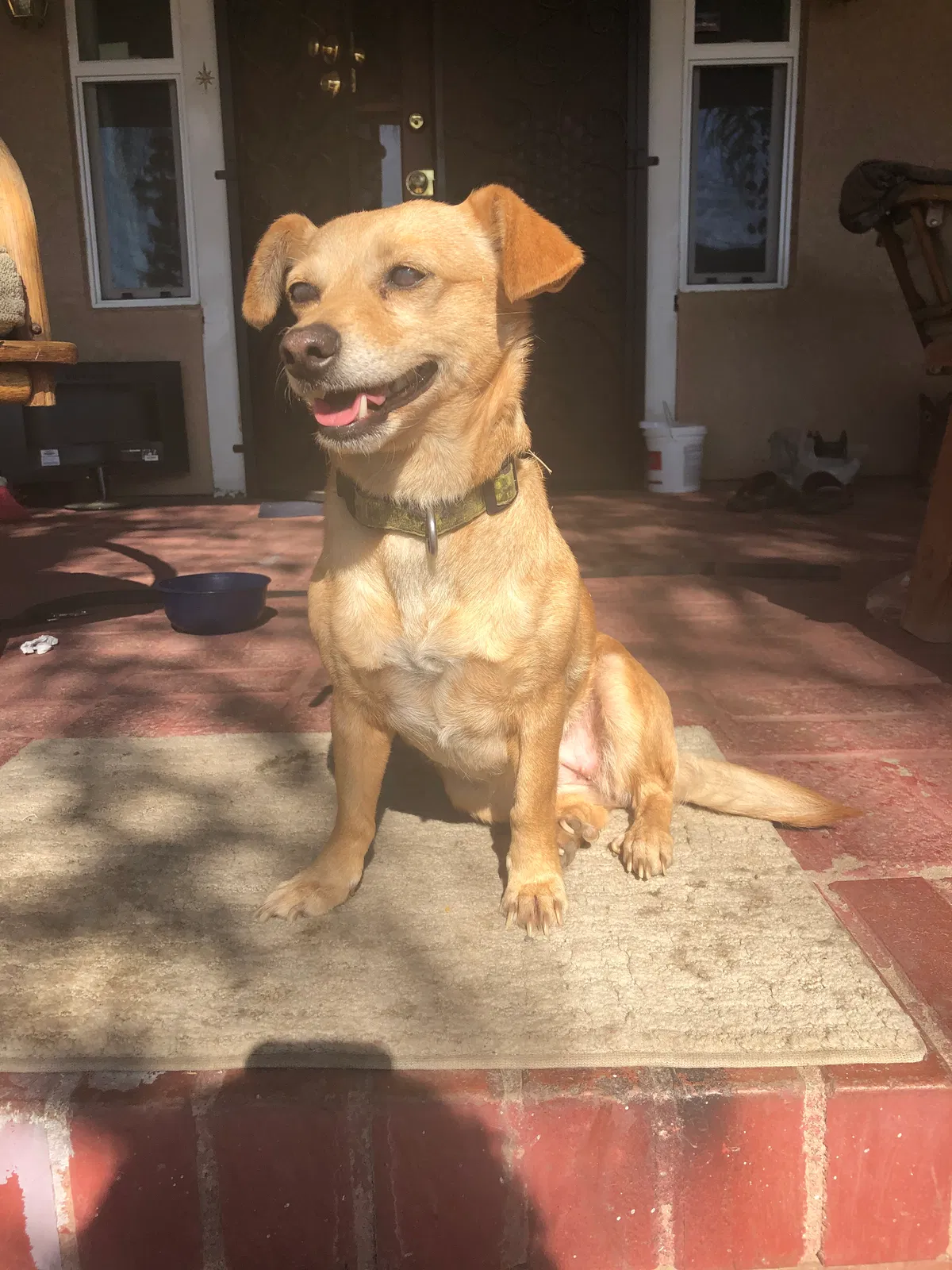 Lost dog in Reedley, CA, 93654