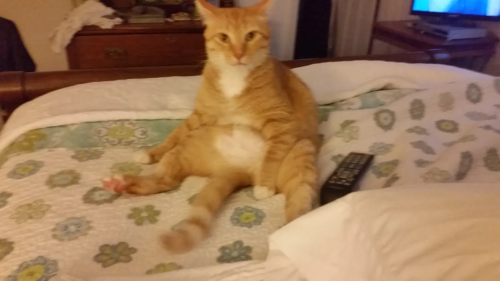 Lost cat in Kernersville, NC, 27284