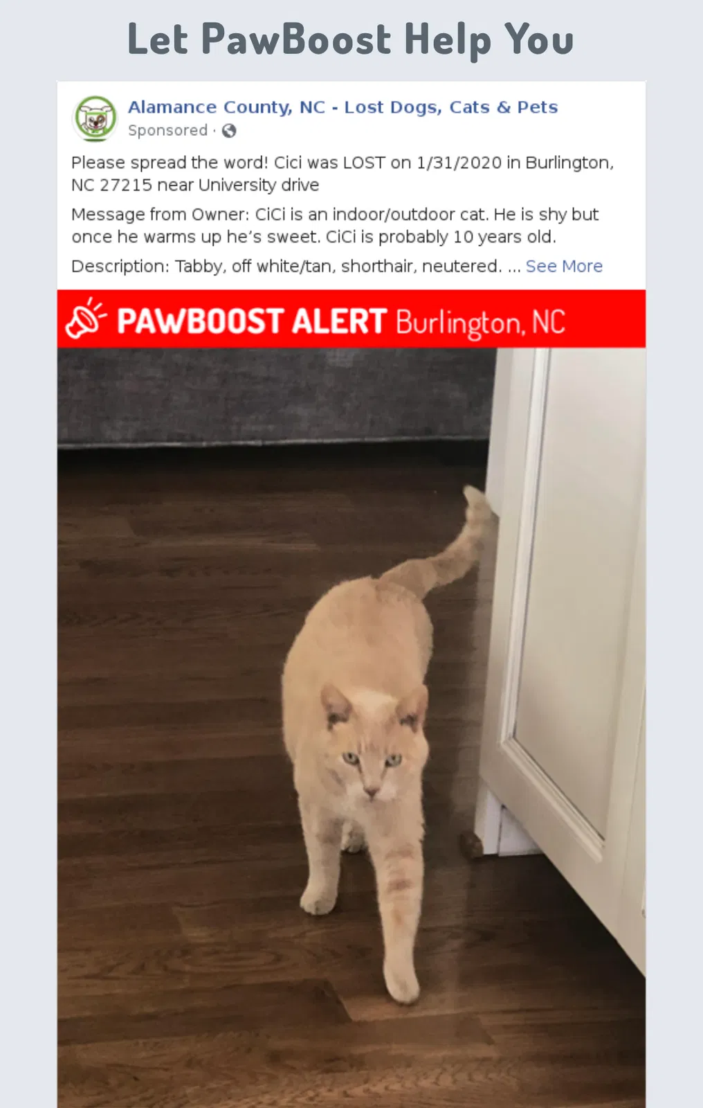 Lost cat in Burlington, NC, 27215