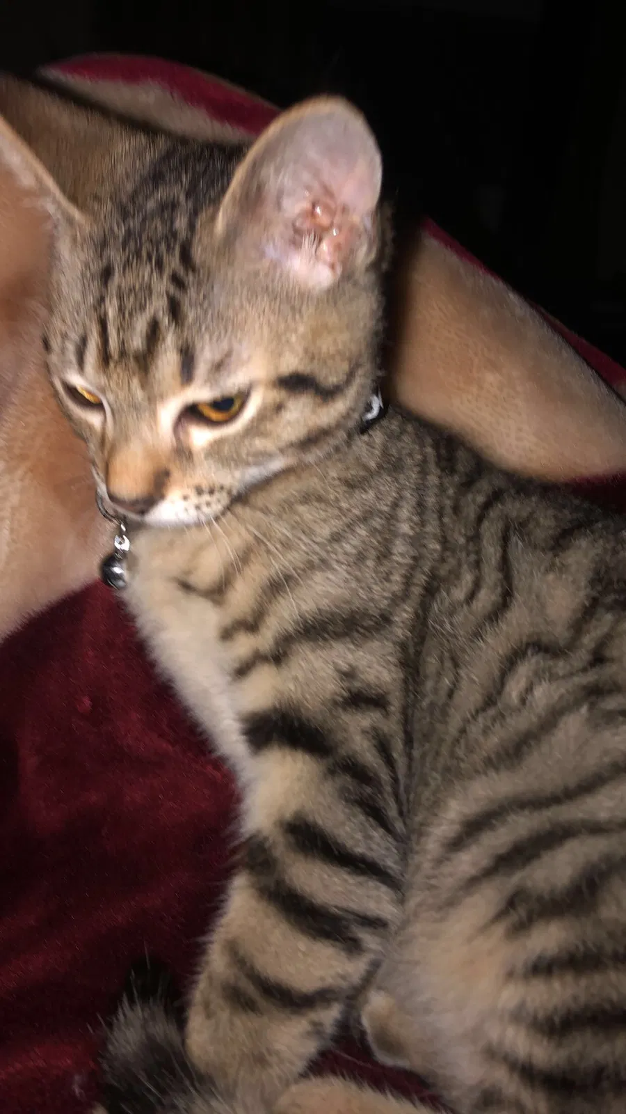 Lost cat in Hercules, CA, 94547