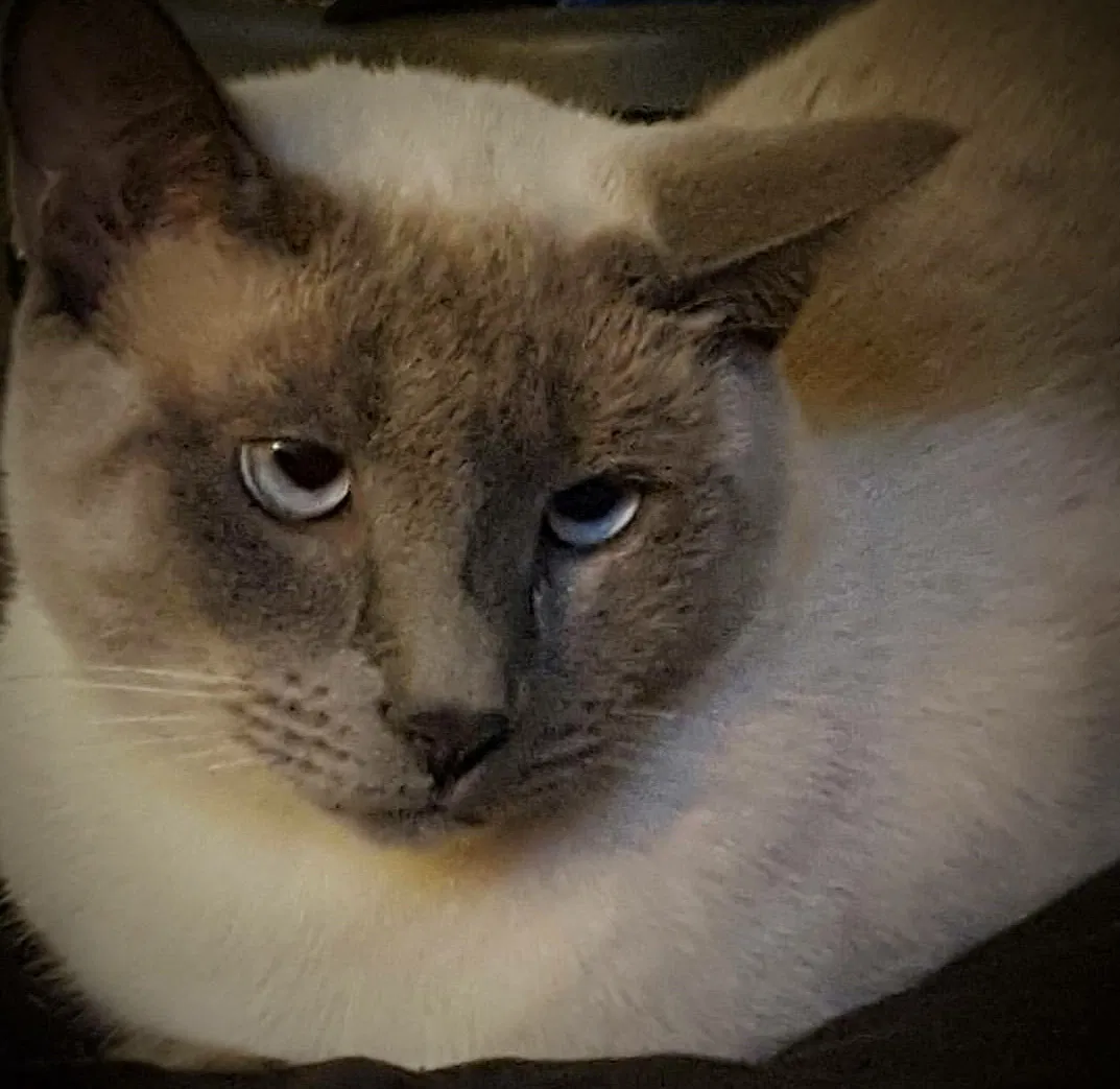 Lost cat in Fair Oaks, CA, 95628