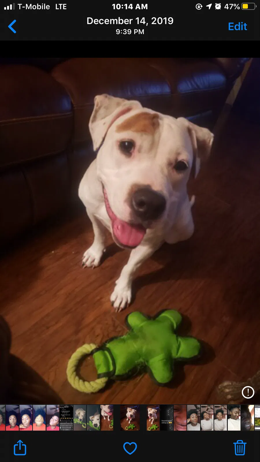 Lost dog in Memphis, TN, 38127