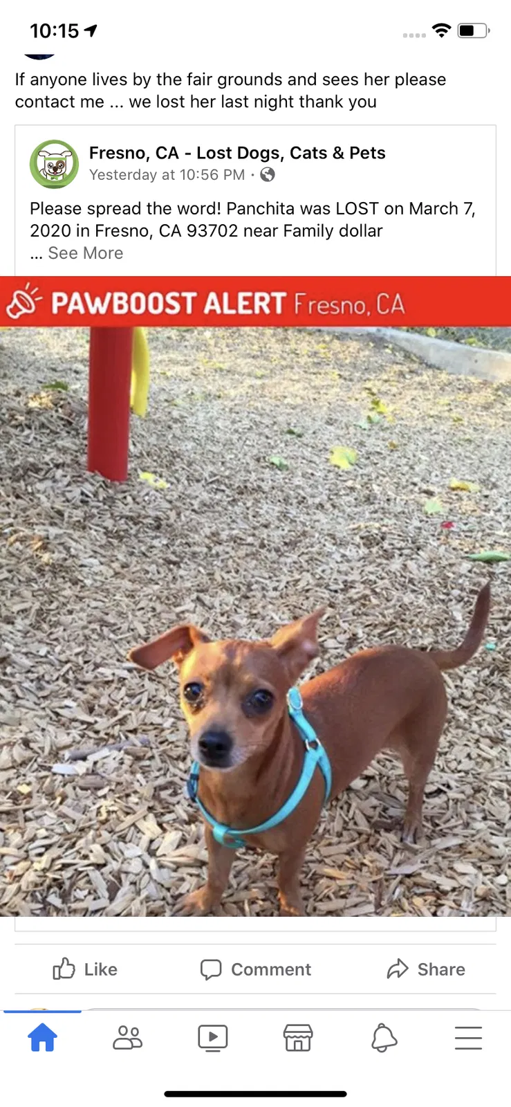 Lost dog in Fresno, CA, 93702