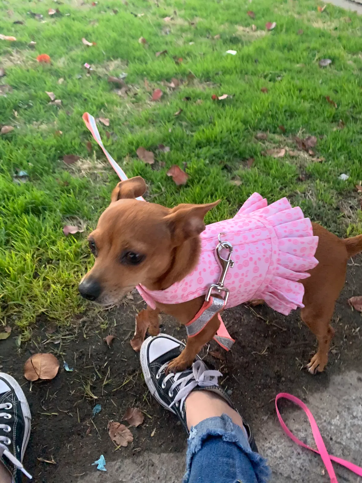 Lost dog in Fresno, CA, 93702