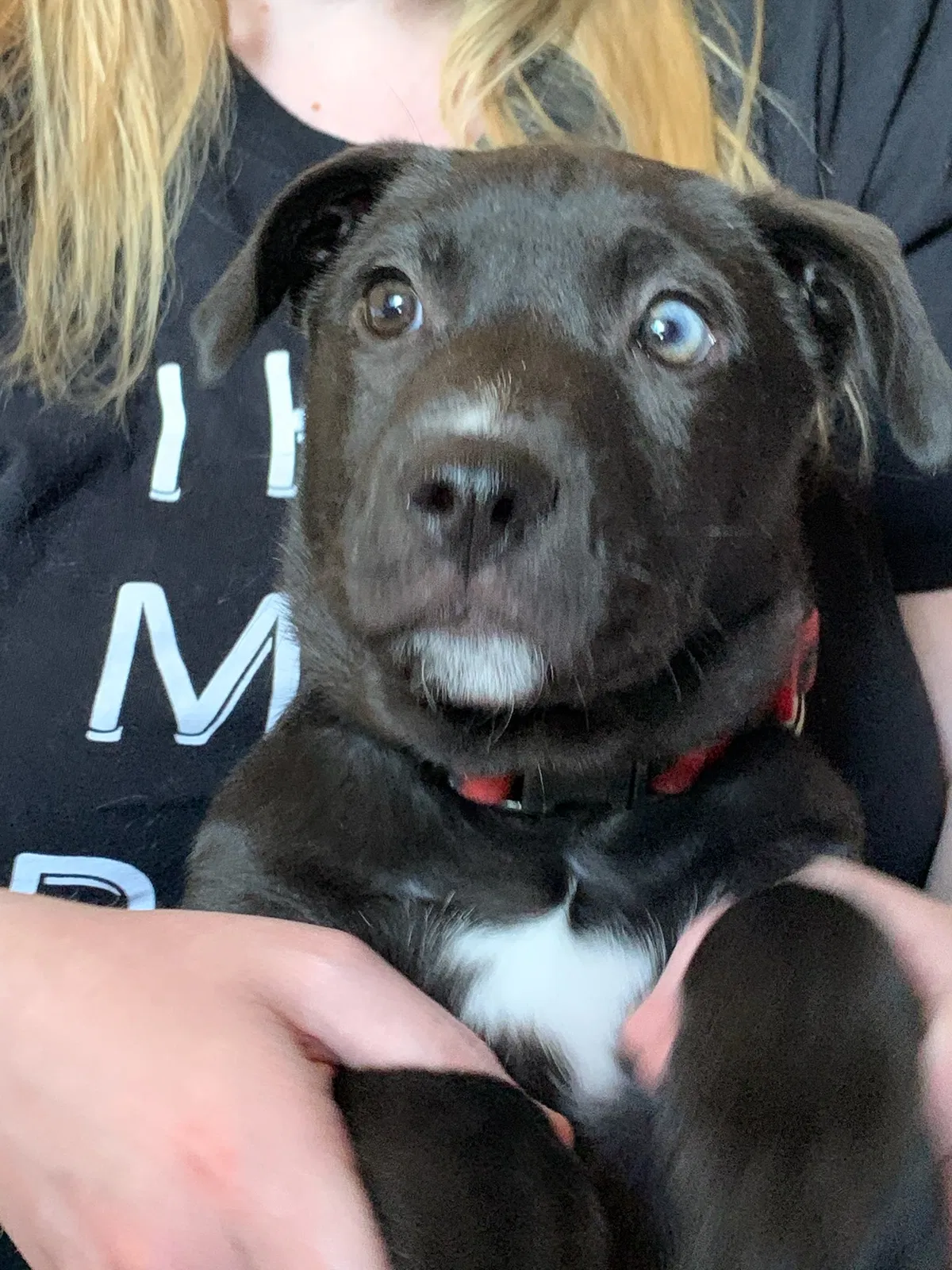 Lost dog in North Las Vegas, NV, 89081