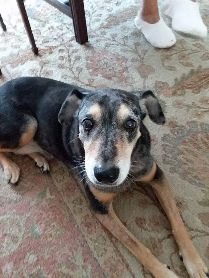 Lost dog in Port Neches, TX, 77651