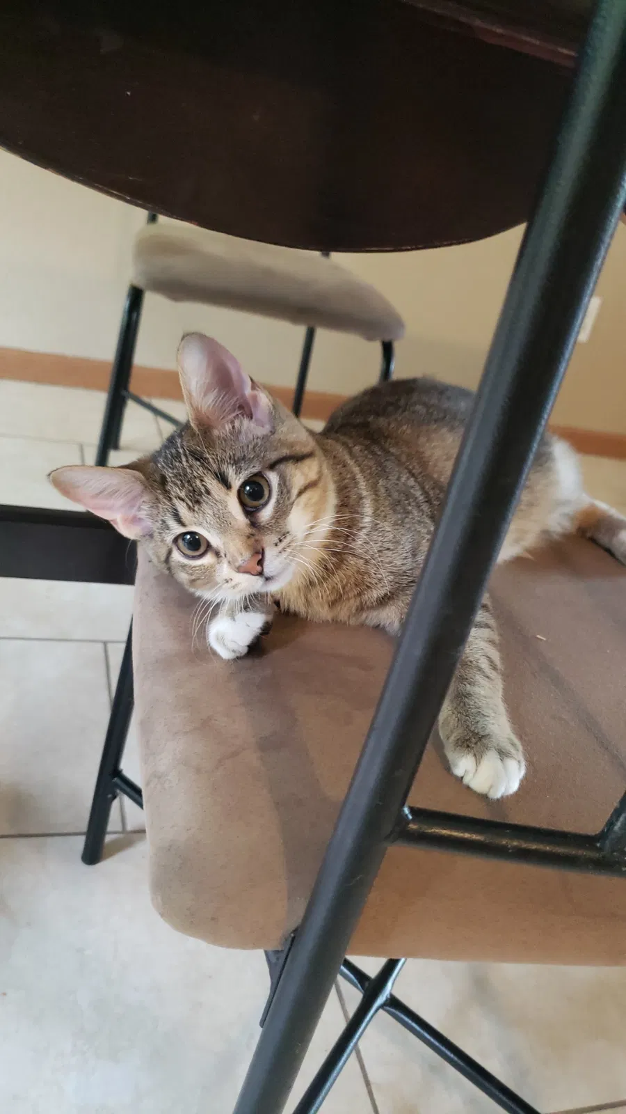 Lost cat in Saint Louis, MO, 63126