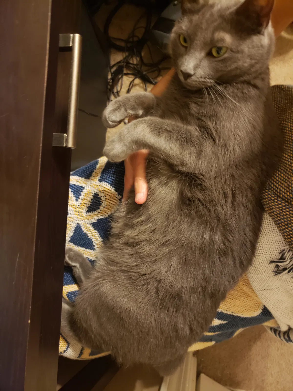 Lost cat in Baton Rouge, LA, 70820