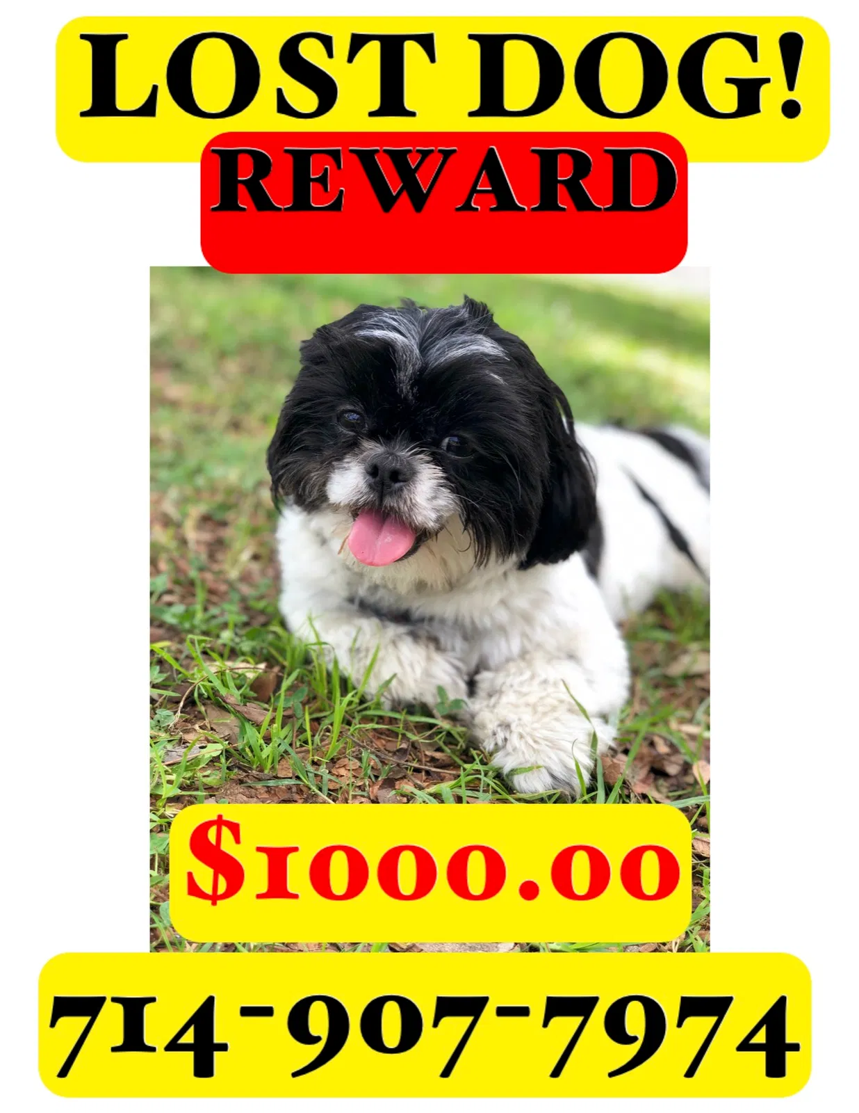 Lost dog in Garden Grove, CA, 92843