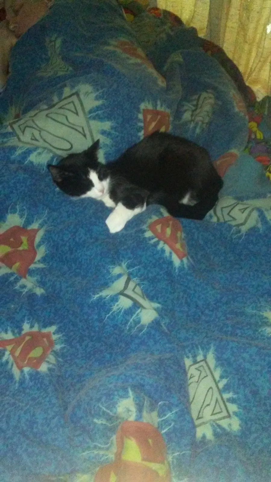 Lost cat in Claremore, OK, 74017