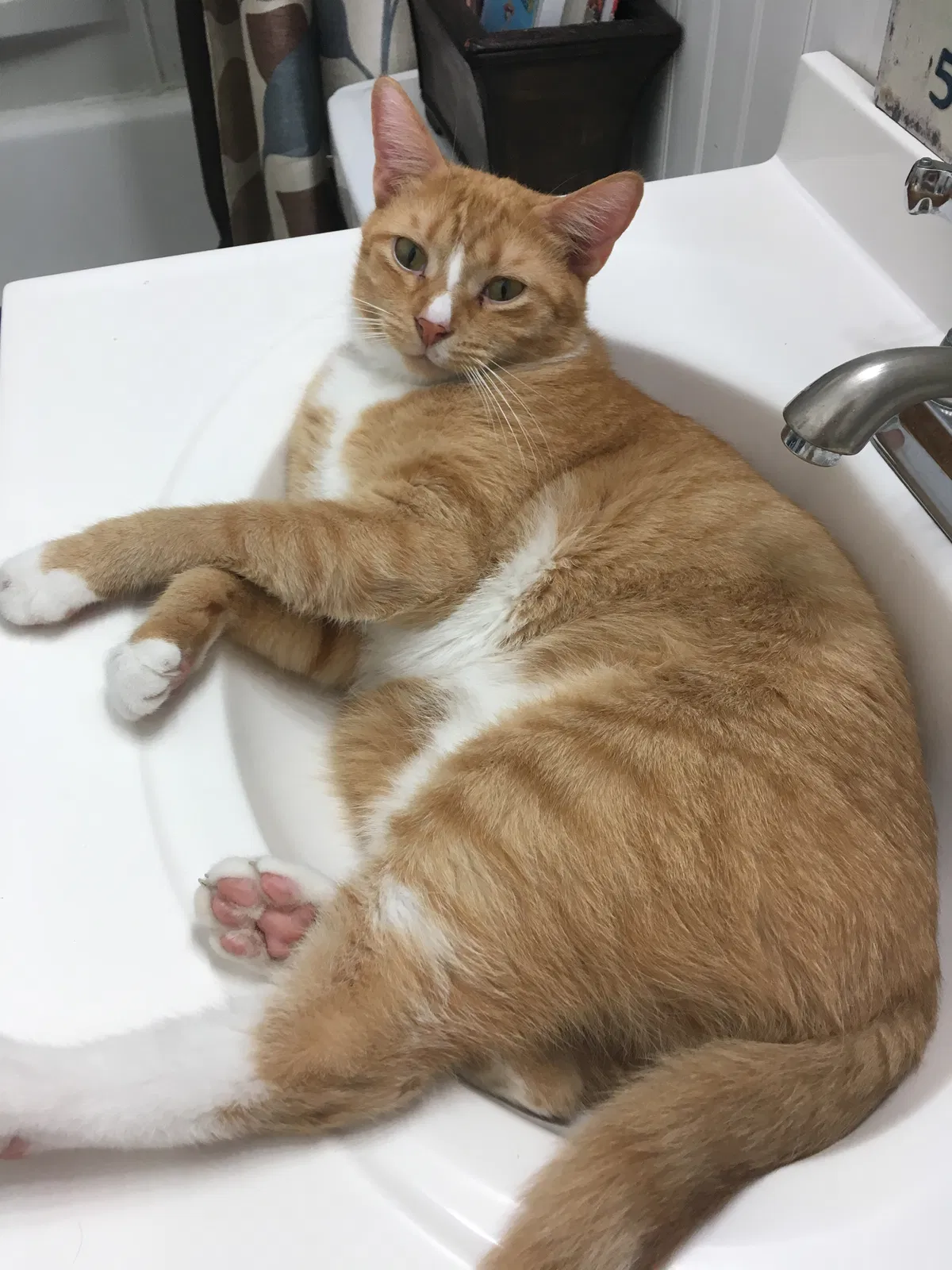 Lost cat in Clarkrange, TN, 38553
