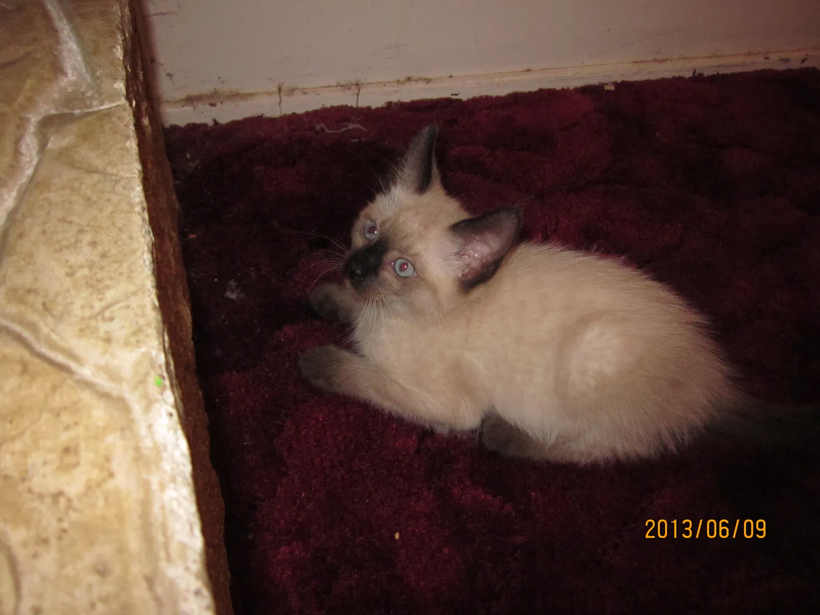 Lost cat in Yucaipa, CA, 92399