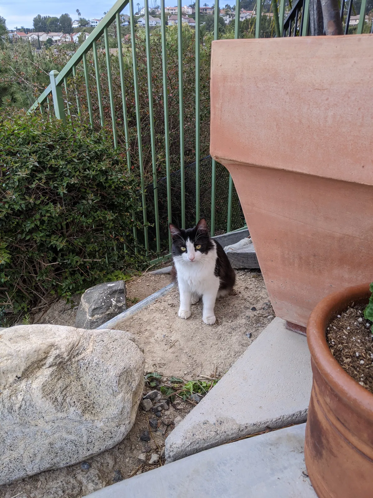 Lost cat in Unknown, CA, 92681