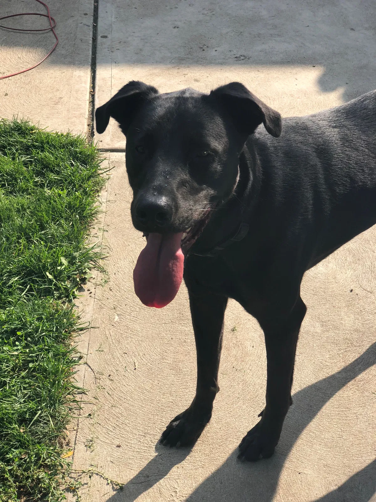 Lost dog in Bedford, OH, 44146