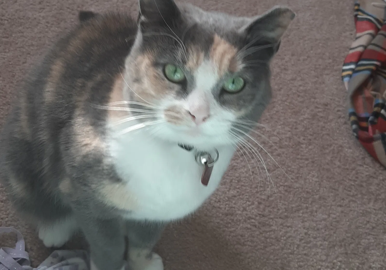 Lost cat in Powell, OH, 43065