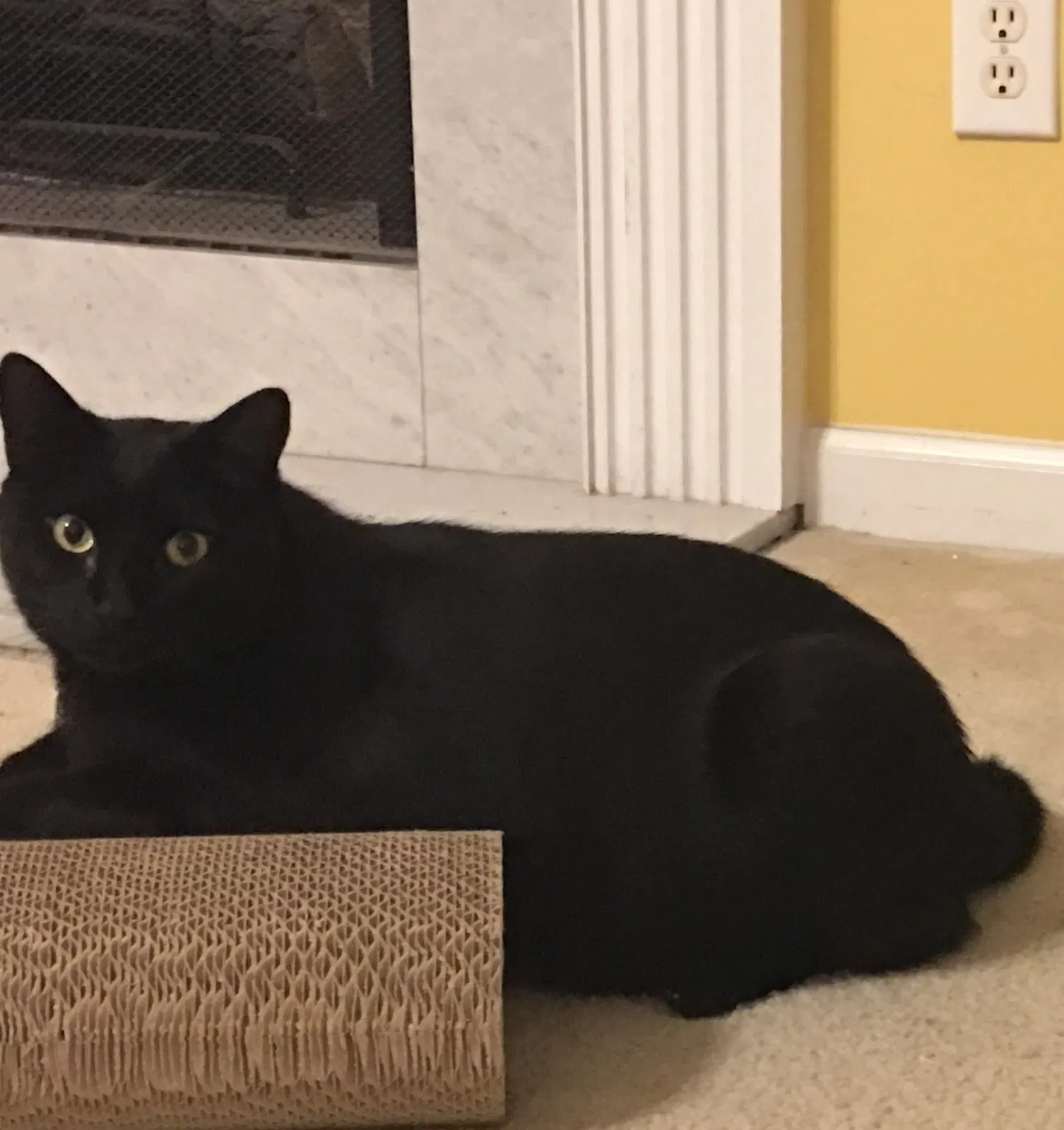 Lost cat in Suwanee, GA, 30024