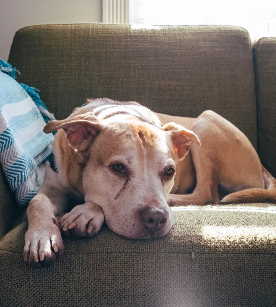 Lost dog in Atlanta, GA, 30344