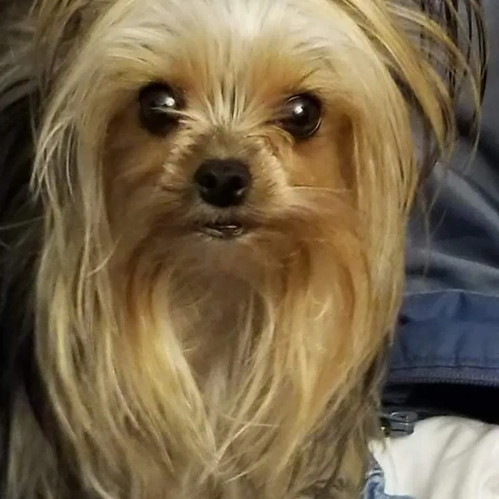 Lost dog in Fairfield, CA, 94534