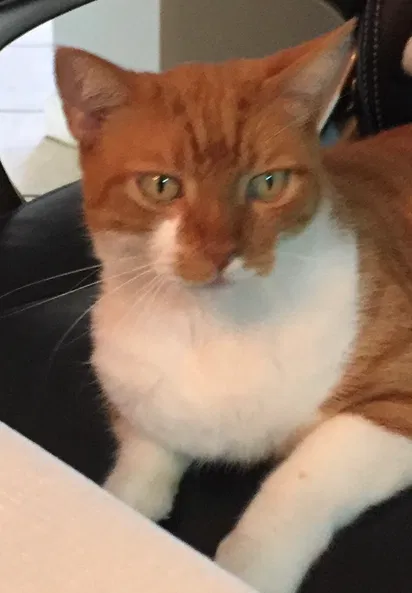 Lost cat in Miami, FL, 33155
