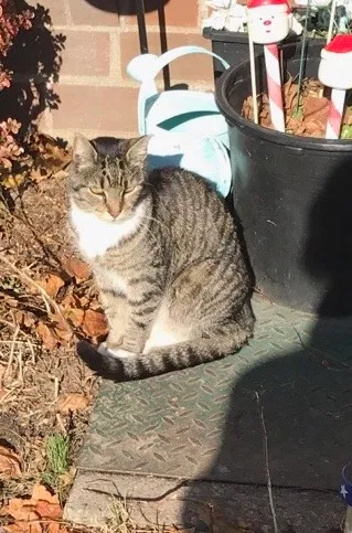 Lost cat in Farmingdale, NY, 11735
