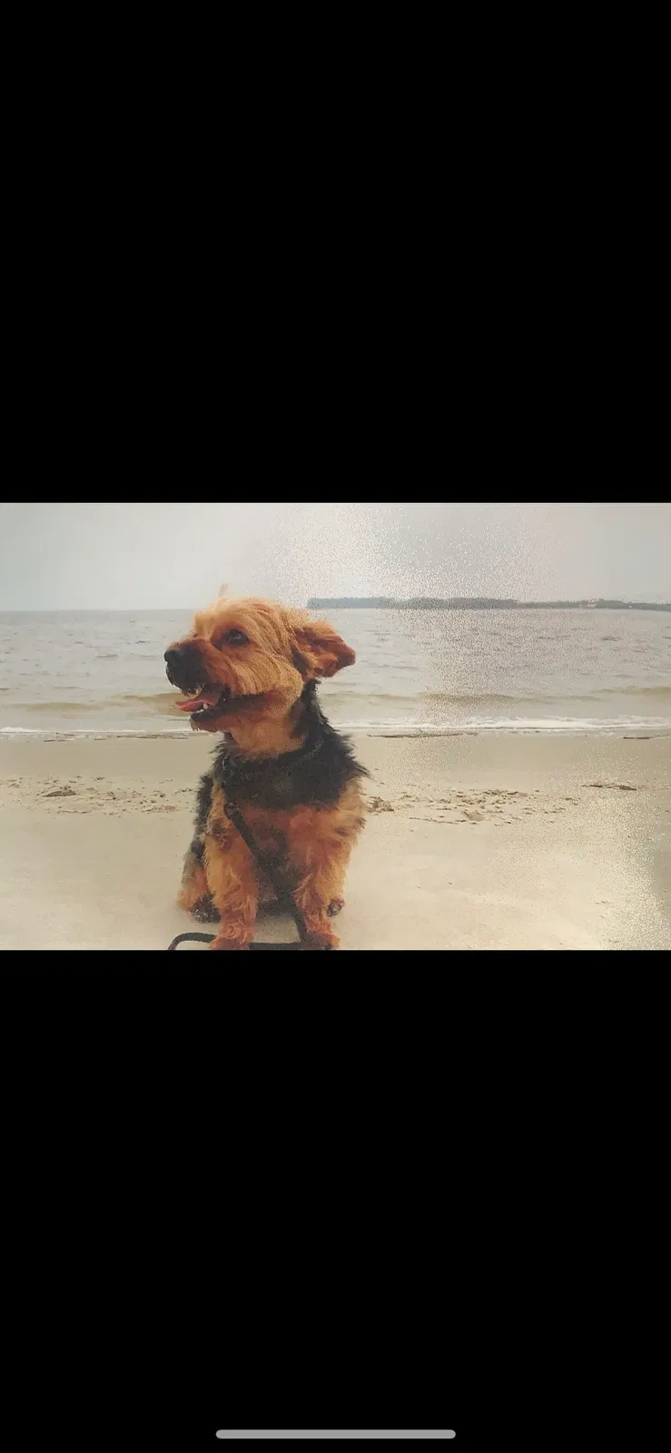Lost dog in Frankfort, KY, 40601