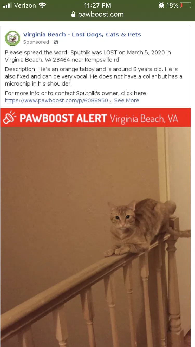 Lost cat in Virginia Beach, VA, 23464