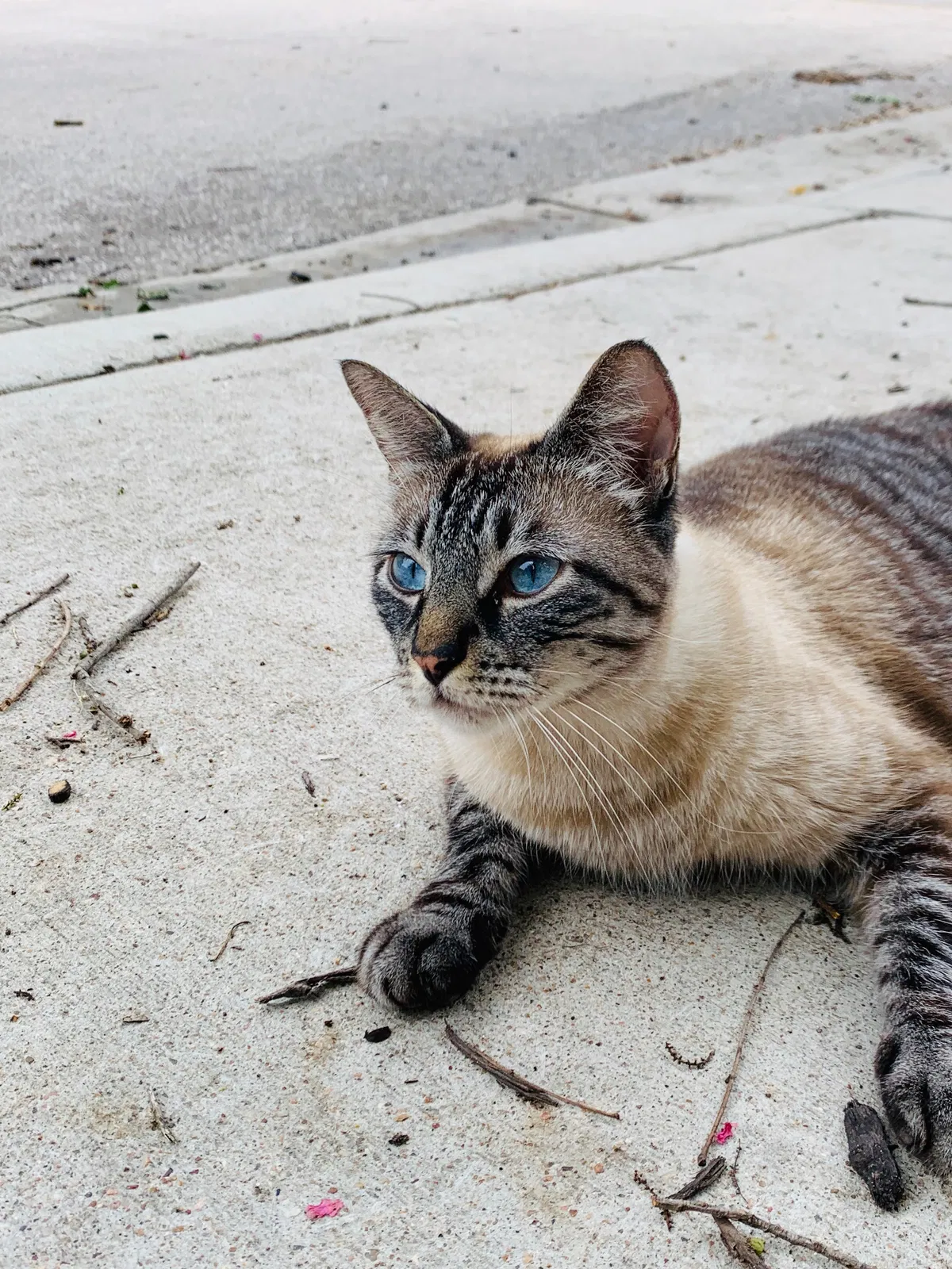 Lost cat in Austin, TX, 78702