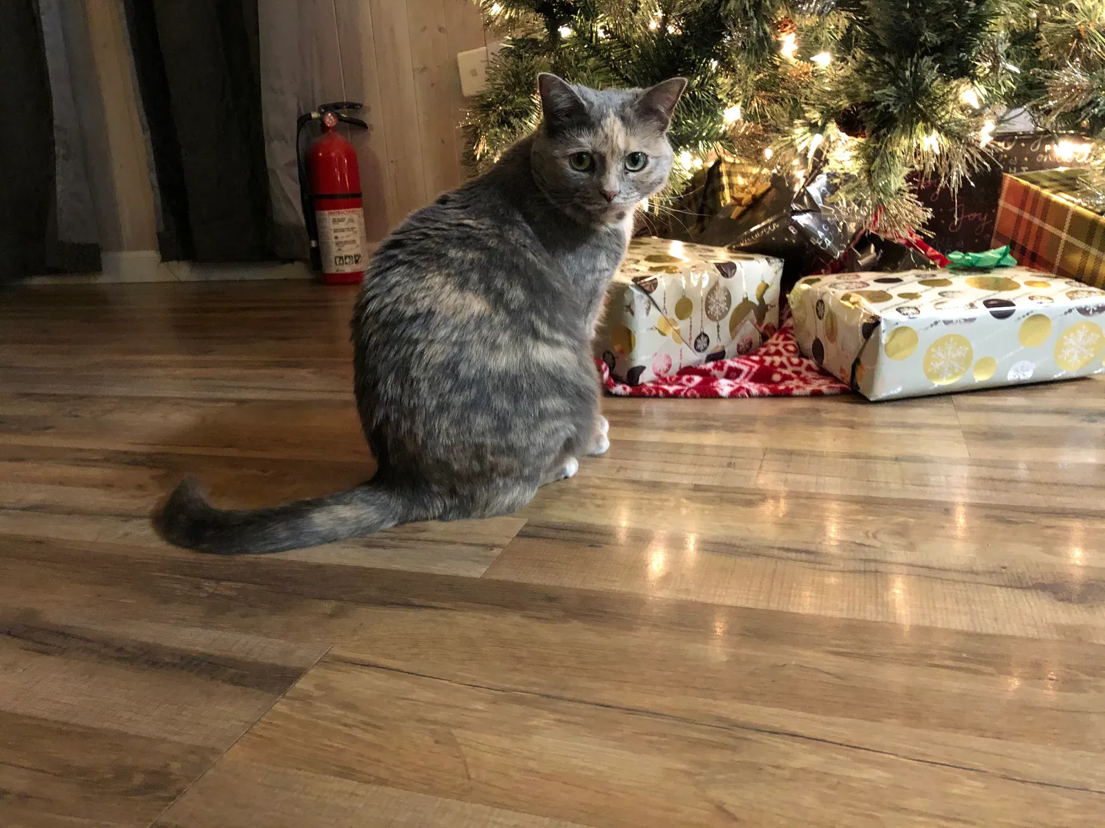 Lost cat in Dallas, NC, 28034