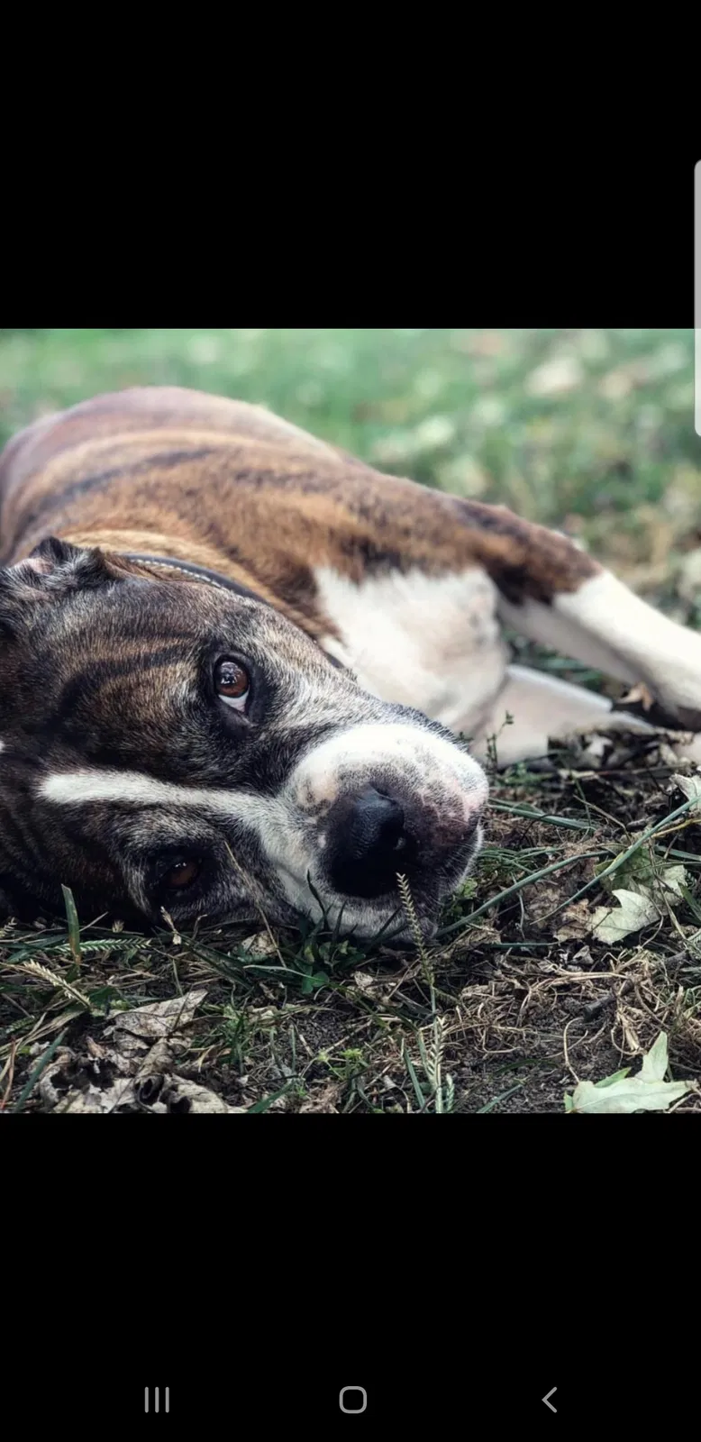Lost dog in Saint Louis, MO, 63111