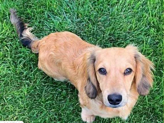 Lost dog in Oregon City, OR, 97045