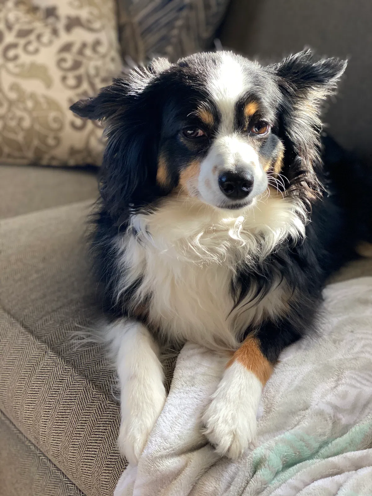 Lost dog in Greensboro, NC, 27408