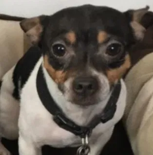 Lost dog in Des Moines, IA, 50315