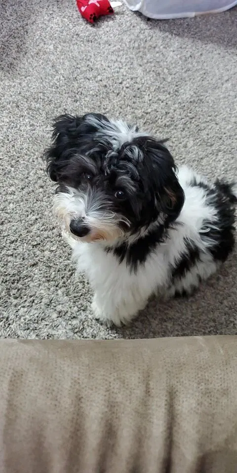 Lost dog in Madrid, IA, 50156