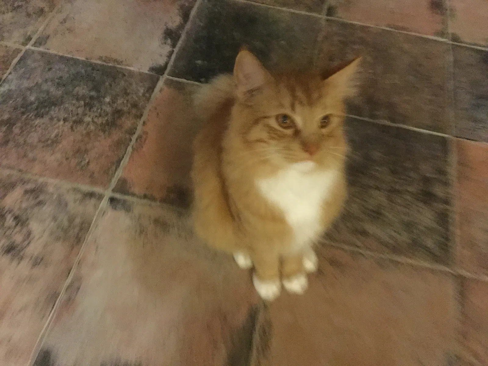 Lost cat in Brandon, MS, 39042