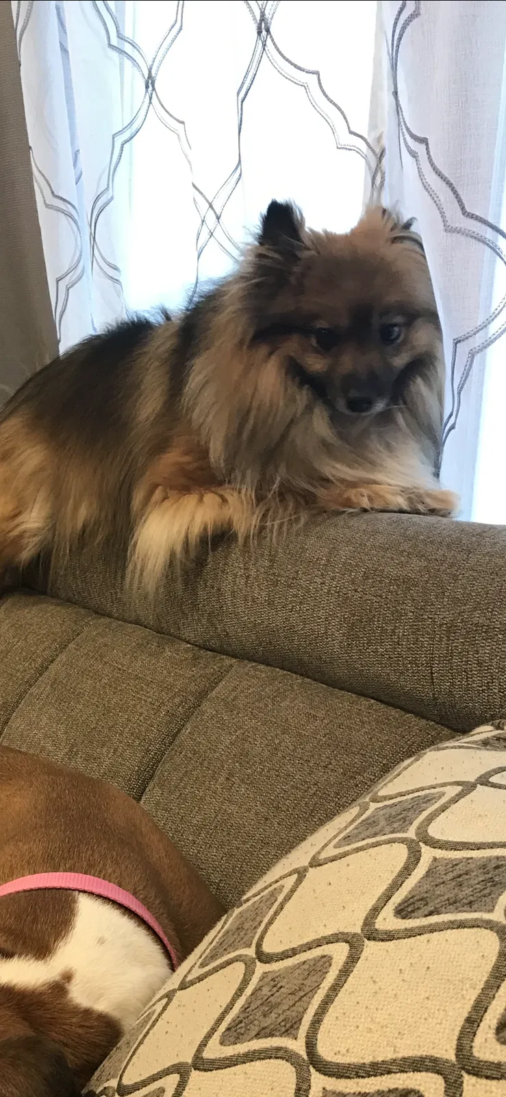 Lost dog in Bondurant, IA, 50035