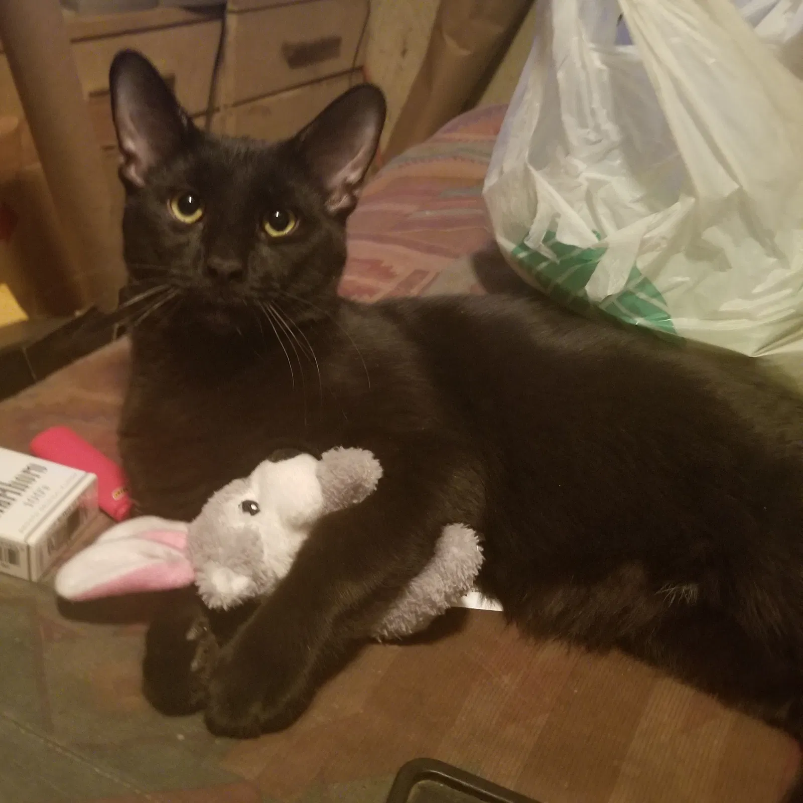 Lost cat in Grand Rapids, MI, 49544
