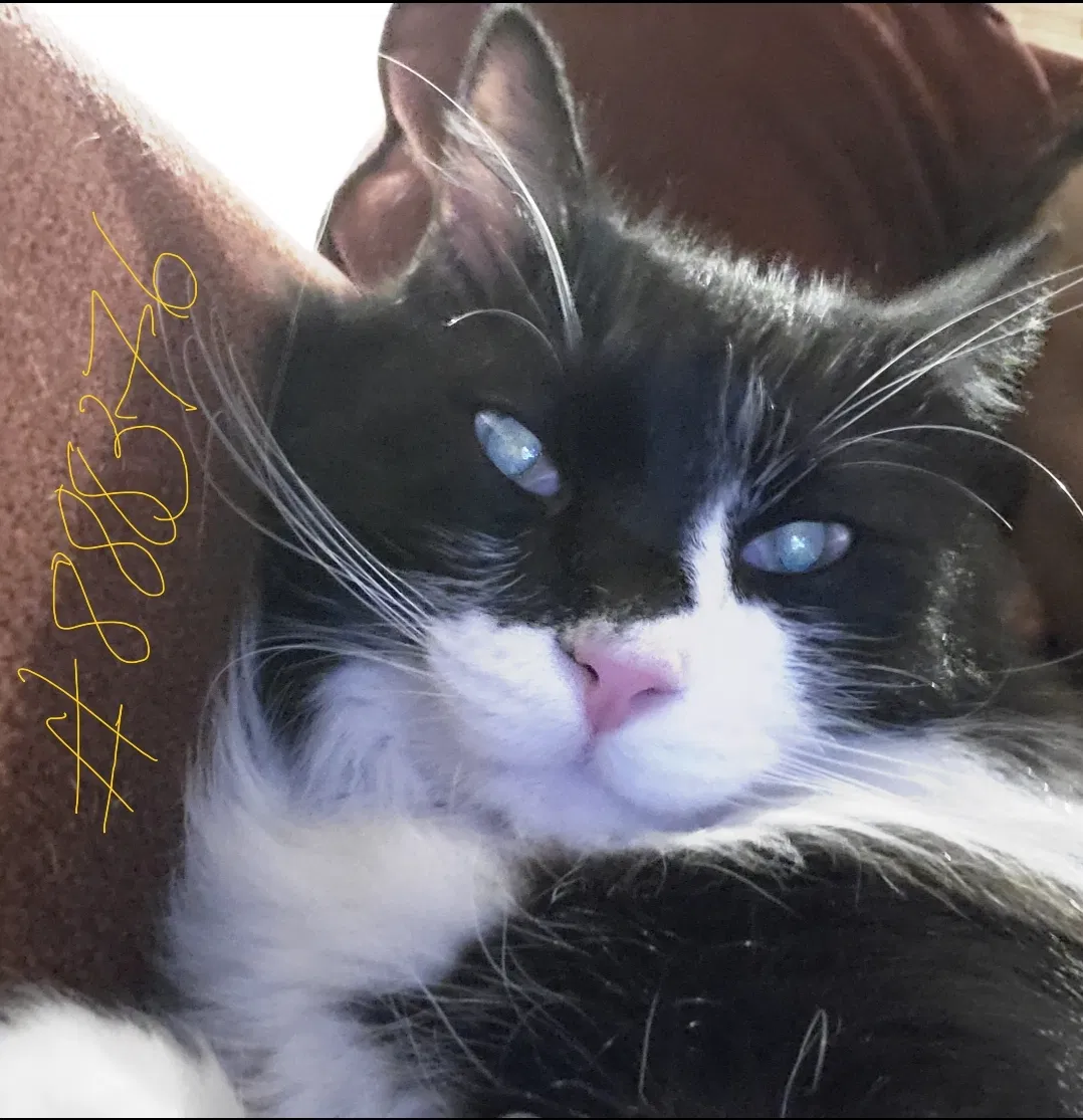 Lost cat in Tucson, AZ, 85716