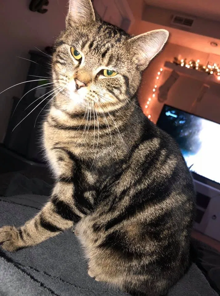 Lost cat in Cincinnati, OH, 45245