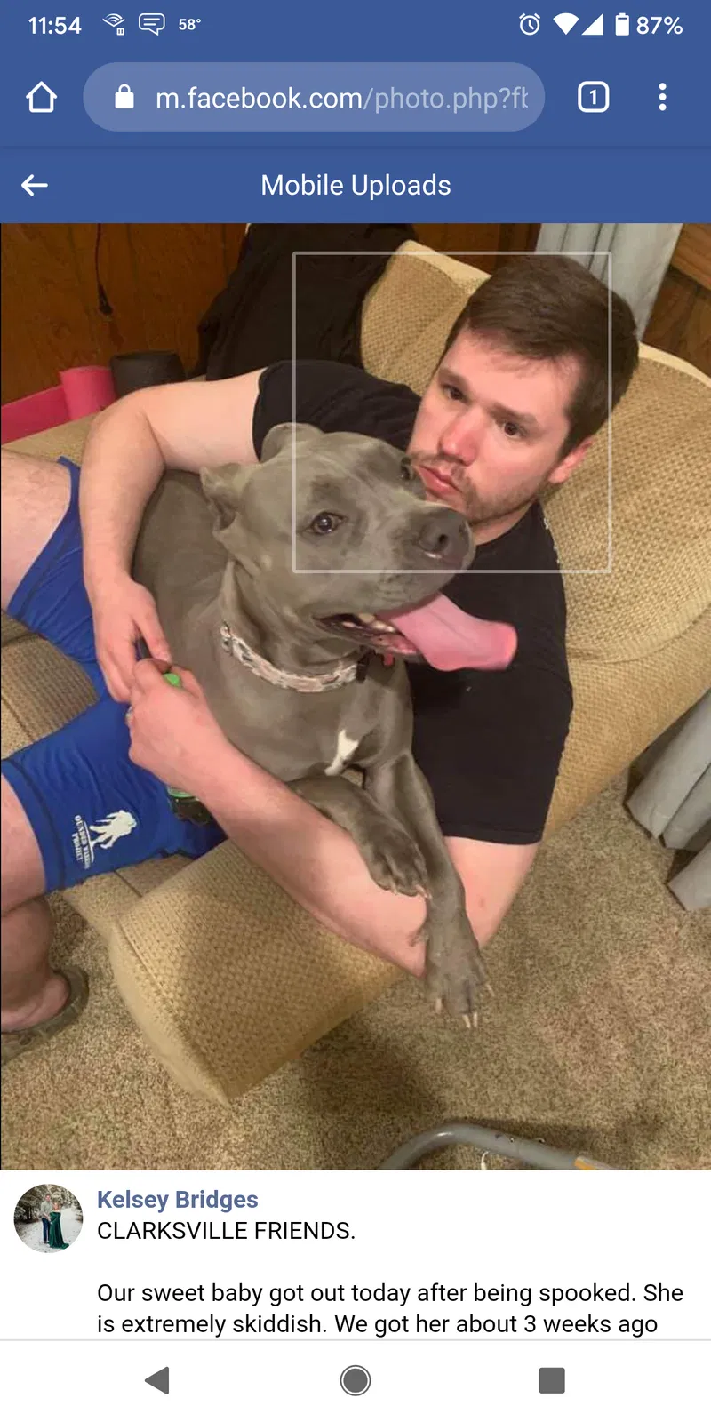 Lost dog in Clarksville, TN, 37042