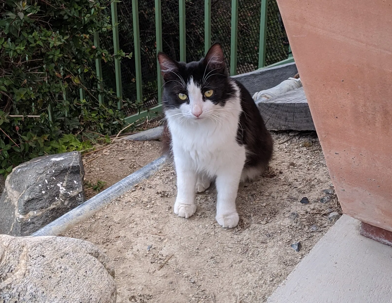 Lost cat in Unknown, CA, 92681