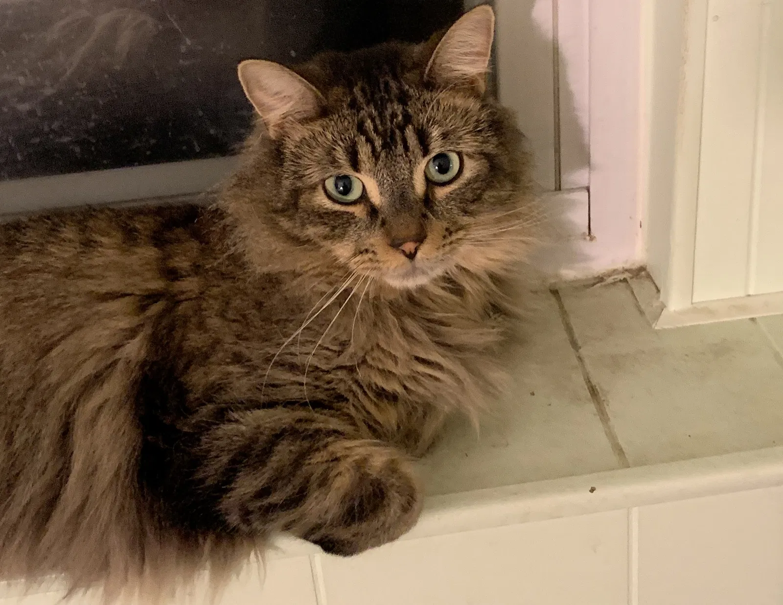 Lost cat in Edison, NJ, 8817