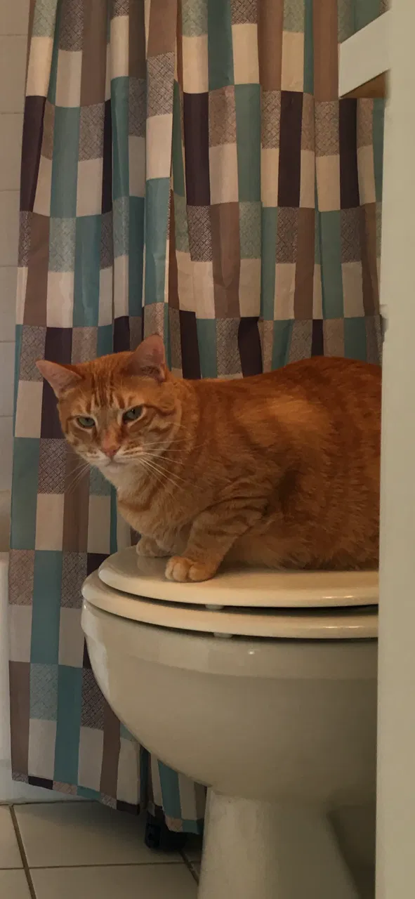 Lost cat in Edison, NJ, 8817