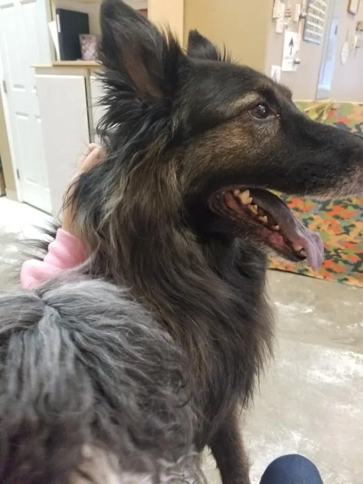Lost dog in Anchorage, AK, 99504